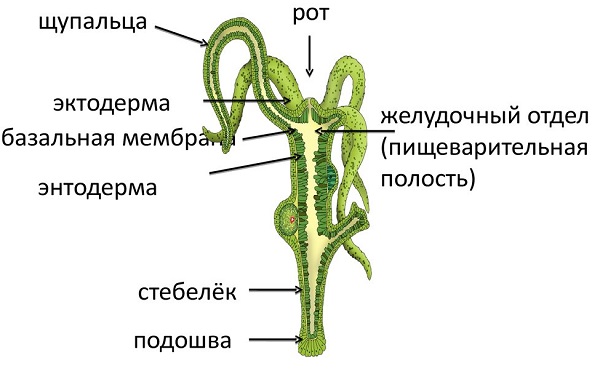 Кракен дарк нет